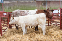 lot 27 Runleymill Duchess Nancy sold for 4000gns (2)